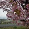 朝一桜を見に行く