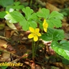 青森県で出会った植物－62．コキンバイ－