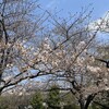 桜咲く！浜町公園の桜咲く！今週が見ごろ！！