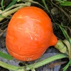 打木赤皮甘栗かぼちゃの収穫！サイズは小ぶりでかわいい