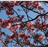 陽光桜と啓翁桜