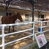 東京競馬場で逢おう 日本ダービー