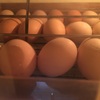 たくさんのひよこが産まれてきた〜〜🐥🐥🐥🐥