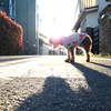愛犬にもう一度声を届けたい。16歳のスーちゃんと、初めてのクラウドファンディングへの挑戦