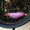 花落ちる