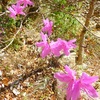 春爛漫・愛知県民の森　その２