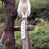 猫に好かれやすい人・敬遠されやすい人