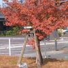 熊本地方気象台はカエデの紅葉を観測