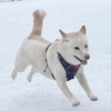 柴犬つきの特技