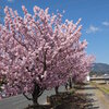 神奈川県南足柄市　　春木径・幸せ道　　春めき桜