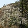 山桜（２）
