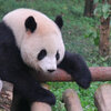 中国 パンダ に 会える ツアー