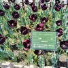 木曽三川公園センターのチューリップと大榑川堤(平田靱負ロード)のサトザクラを見に行った2025