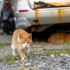 志摩諸島のねこさん