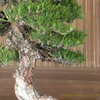 明治神宮奉納盆栽展　ＢＯＮＳＡＩ