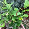 レモンの木に。。。またまたアゲハ
