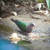 Emerald Dove (Chalcophaps indica) （インドの鳥その40） 