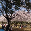 🌸『花見』🌸習志野市谷津公園にお花見に行って来た。🌸 