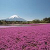 山梨県本栖の富士芝桜公園に