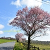 緑の桜咲く。樹齢400年のパワーと神様パワーを頂いてきました。