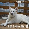 こいのぼり