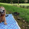 秋の狭山公園にお出かけ。キツネちゃんに恋して