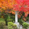 京都　2016紅葉　曼殊院　　2016/11/17