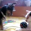 猫の持っているおもちゃが欲しい！奇妙な行動をしてしまう犬の動画