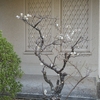 今週の三田・里山キャンパス（631）：2ケ月も咲き続けるウメの木