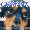 飼い主との絆を深める犬のしつけ方法