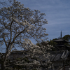 M10-Pの50mm、結論は COLOR-SKOPAR 50mm F2.2 VM だった