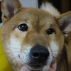 ＜Thanks!2011.05＞No.182 梅吉（柴犬 ♂ 1〜2歳)