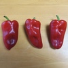 菜園の様子32
