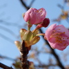 もうすぐ春・加治川治水記念公園の早咲き桜が開花しました。