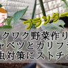 【ワクワク野菜作り！】芽キャベツとカリフラワー　病害虫対策にストチュウ！