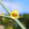 野菜の花クイズ!!