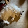 朝、久しぶりに大親分で遊んだふくちゃん。お昼まはY子に寄り添ってくれました。