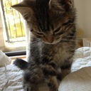 ふたりしまいとねことワーママとオットの日常