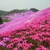 満開！芝桜公園