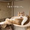 雨田甘夏、春眠です。【猫とお料理とお手伝い事情】