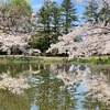 桜満開の金沢／奥卯辰山公園へ