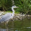 アオサギは日本のどこにいる？生息地・見られる場所・季節を地域別にわかりやすく解説