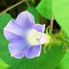 アサガオ：マルバアメリカアサガオの花