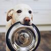 【犬の食事管理】理想の回数は？子犬・成犬・老犬ごとの1日の適切な回数