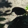 何の鳥？｜ピンぼけ、暗い写真（シルエット）、遠距離でも特徴がしっかり出ている野鳥6種