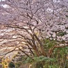 桜の木の下