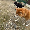 老犬ホームあん｜新人さん ユズ^^