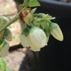 2022 ブルーベリーの花 6回目