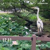 瓢箪池の主