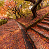 紅葉終盤の美しさ：高岡古城公園